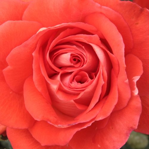 Online rózsa webáruház - virágágyi floribunda rózsa - vörös - Rosa Scherzo™ - közepesen intenzív illatú rózsa - Francesco Giacomo Paolino - Világospiros floribunda ágyásrózsa.